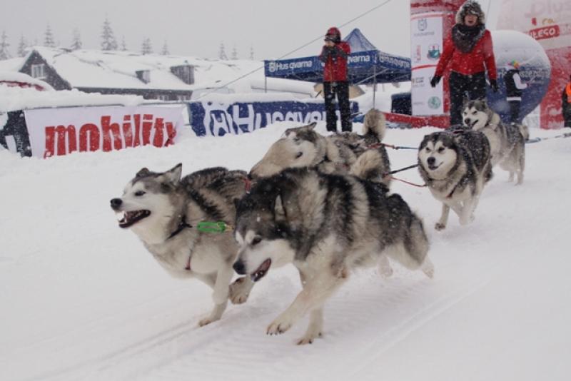 Nasz patronat: VII Husqvarna Tour 2013 – rekordowe wyścigi psich zaprzęgów!